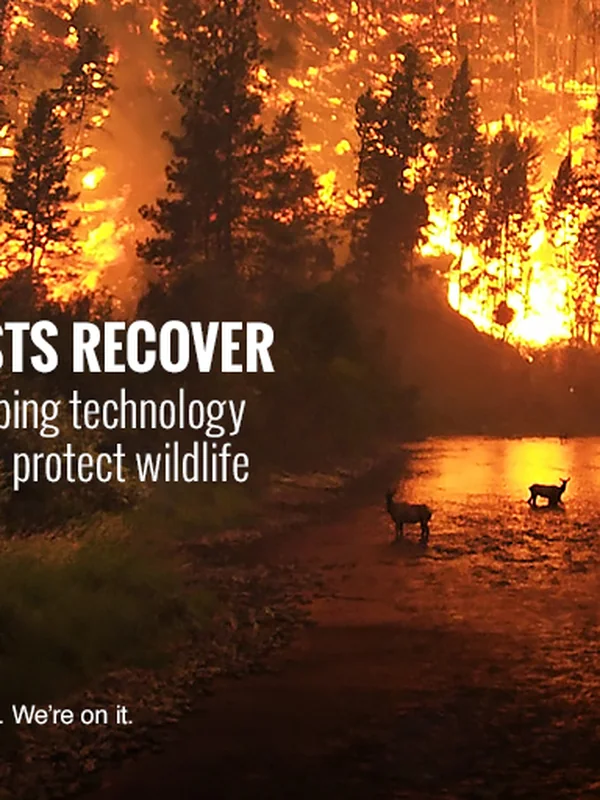 Web-Based Mapping Service